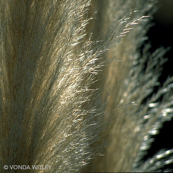 Pampas grass backlit with sunlight
